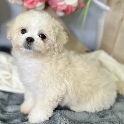 Female Pekingese / Bichon puppy for sale at Shake A Paw Green Brook.