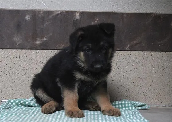 Male Hybrid puppy for sale at Shake A Paw Green Brook.