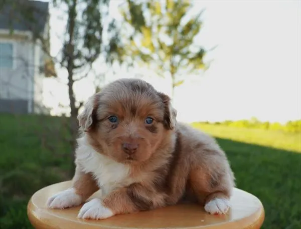 Male Mini Australian Shepherd puppy for sale at Shake A Paw Green Brook.
