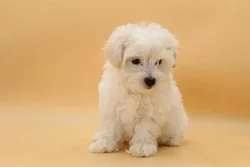 car_main_img_/media/ap_media/pets/QZYHZWUHNNOW23415.webp.250x250_q85.webp
