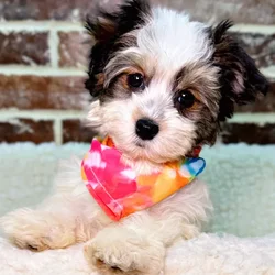 car_main_img_/media/ap_media/pets/RAXMSBXPWJJB21710.webp.250x250_q85.webp