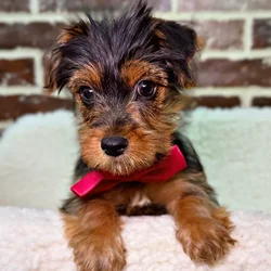 car_main_img_/media/ap_media/pets/RCAQHFKSXKLU22507.webp.250x250_q85.webp