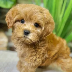 car_main_img_/media/ap_media/pets/RIEBMYDQCAQE21512.webp.250x250_q85.webp