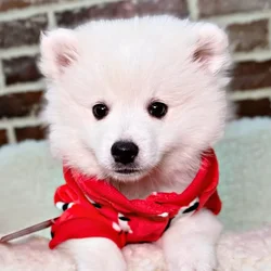 car_main_img_/media/ap_media/pets/RJQAFSTTAZKP19490.webp.250x250_q85.webp