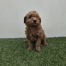 Male Hybrid puppy for sale at Shake A Paw Union.
