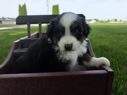 Male Mini American Shepherd puppy for sale at Shake A Paw Union.