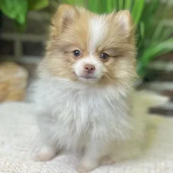 car_main_img_/media/ap_media/pets/RMITHHNMBLSN21311.webp.250x250_q85.webp