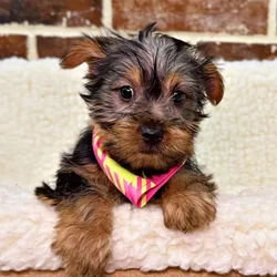 car_main_img_/media/ap_media/pets/RMKPCTLDBZRU19274.webp.250x250_q85.webp