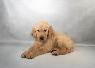 Male Golden Retriever puppy for sale at Shake A Paw Green Brook.