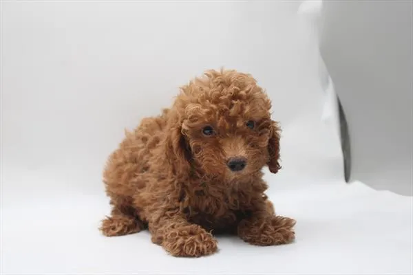 Male Poodle puppy for sale at Shake A Paw Union.