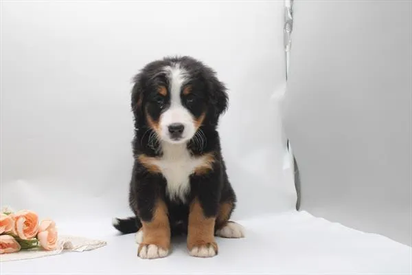 Female Bernese Mountain Dog puppy for sale at Shake A Paw Union.