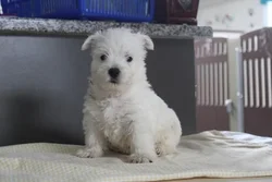 car_main_img_/media/ap_media/pets/RSOTBXSDSVIU40404.webp.250x250_q85.webp