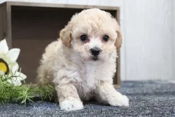 car_main_img_/media/ap_media/pets/RTIKCCMRRLSN23239.webp.250x250_q85.webp