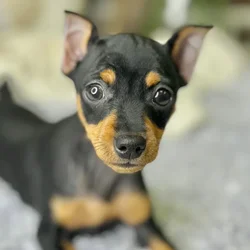 car_main_img_/media/ap_media/pets/RVIFEOVIJMVK23902.webp.250x250_q85.webp