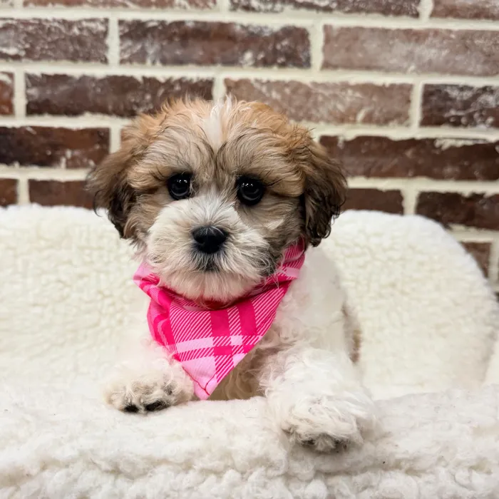 Female Shih Tzu / Bichon puppy for sale at Shake A Paw Union.