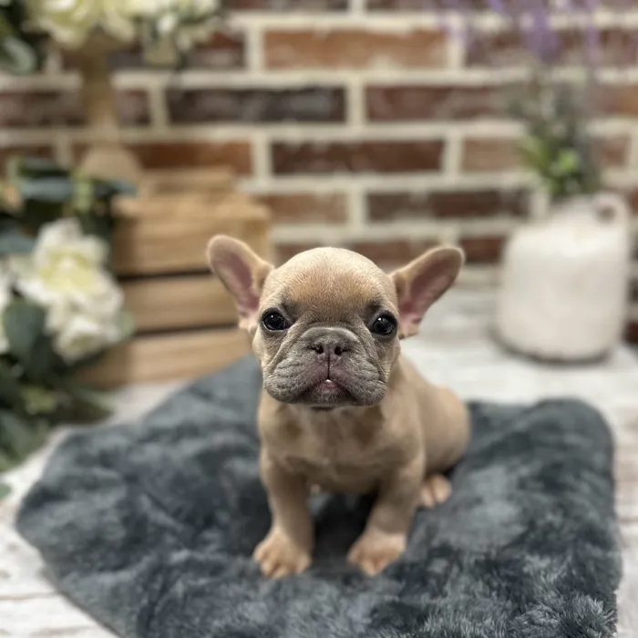 Female French Bulldog puppy for sale at Shake A Paw Union.