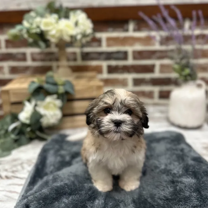 Female Maltese / Shih Tzu puppy for sale at Shake A Paw Union.