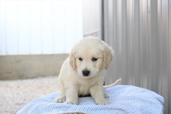 Male Golden Retriever puppy for sale at Shake A Paw Green Brook.