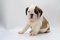 car_main_img_/media/ap_media/pets/SASZBGYMDWAE24078.webp.250x250_q85.webp