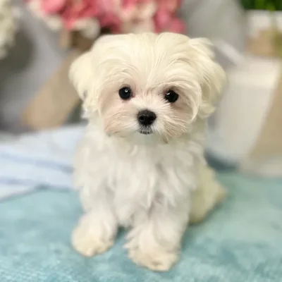 Female Maltese puppy for sale at Shake A Paw Green Brook.