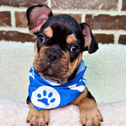 car_main_img_/media/ap_media/pets/SCFBJLYFBRYB20687.webp.250x250_q85.webp