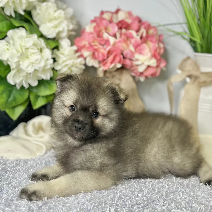 Female Keeshond puppy for sale at Shake A Paw Green Brook.