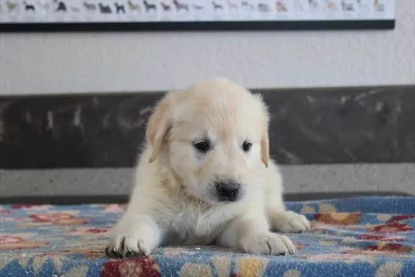 Female Golden Retriever puppy for sale at Shake A Paw Union.