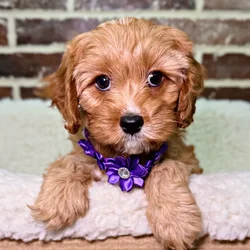 car_main_img_/media/ap_media/pets/SDYDSFTTILKG21717.webp.250x250_q85.webp