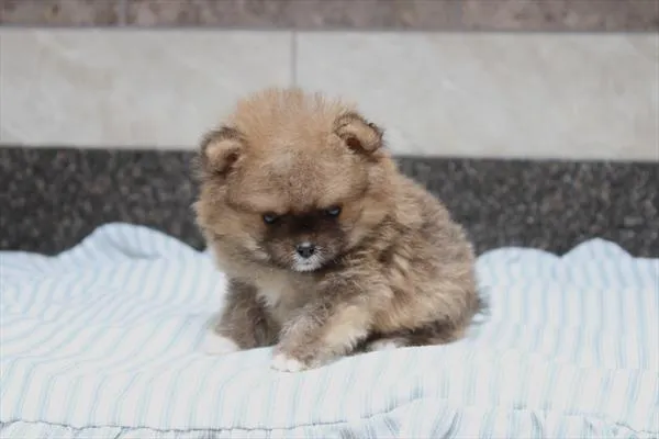 Male Pomeranian puppy for sale at Shake A Paw Union.