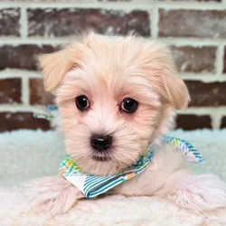 car_main_img_/media/ap_media/pets/SHMBILIRQRPU18811.webp.250x250_q85.webp