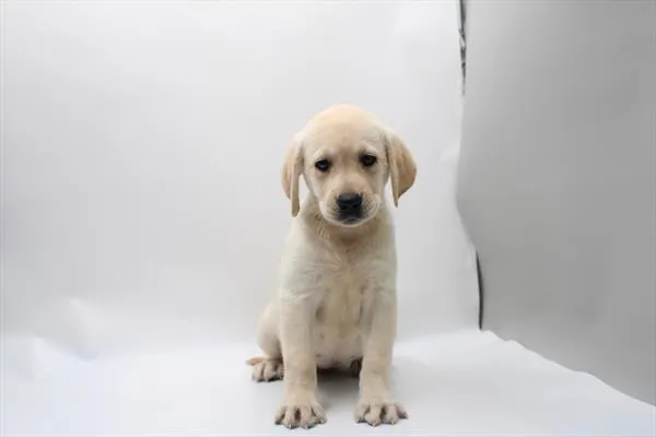 Female Labrador Retriever puppy for sale at Shake A Paw Green Brook.