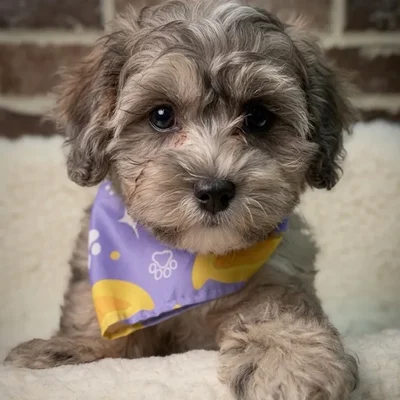 Female Shih Tzu / Poodle puppy for sale at Shake A Paw Union.