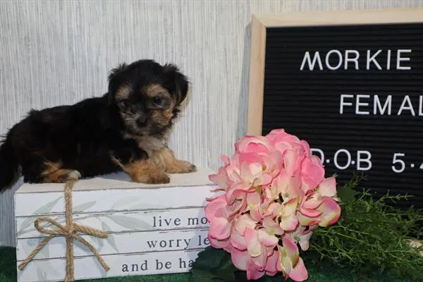 Female Maltese / Yorkie puppy for sale at Shake A Paw Union.