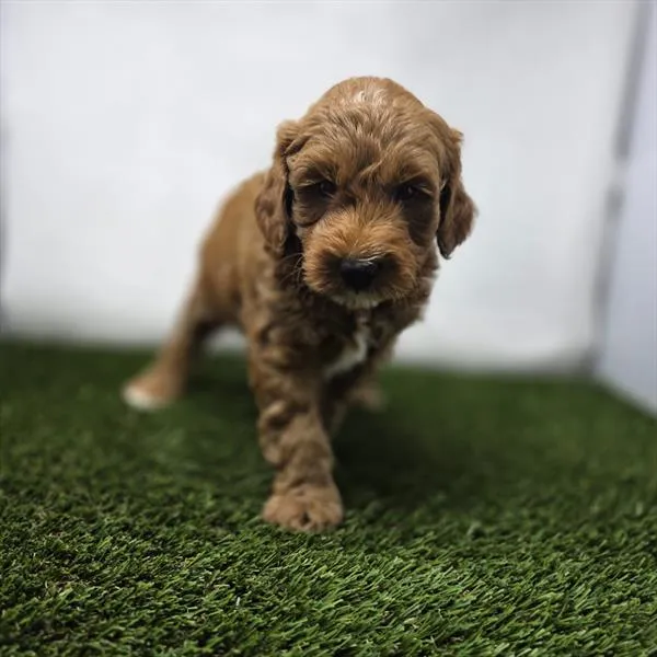 Male Mini Goldendoodle puppy for sale at Shake A Paw Union.
