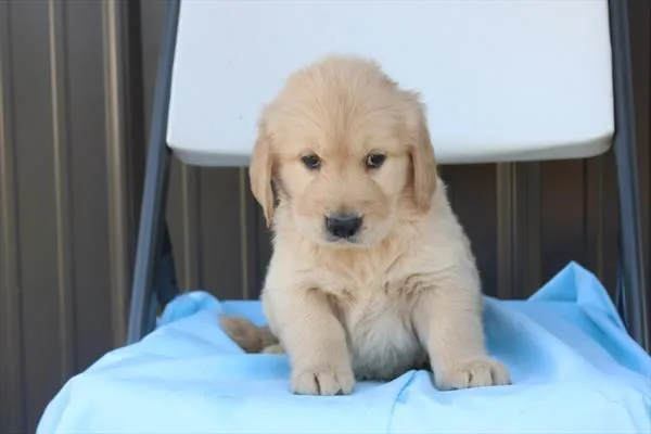 Male Golden Retriever puppy for sale at Shake A Paw Green Brook.