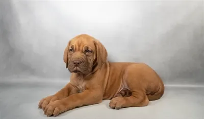 Male Dogue De Bordeaux puppy for sale at Shake A Paw Green Brook.