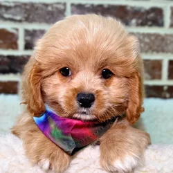 car_main_img_/media/ap_media/pets/SRYTATXBNVTZ22280.webp.250x250_q85.webp