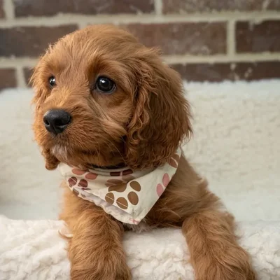 Male Cavapoo puppy for sale at Shake A Paw Union.