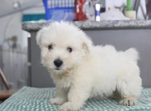 Female West Highland White Terrier puppy for sale at Shake A Paw Union.