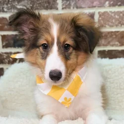 car_main_img_/media/ap_media/pets/SXVDSMFBQQQF19273.webp.250x250_q85.webp