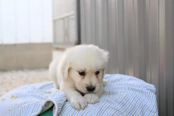 Male Golden Retriever puppy for sale at Shake A Paw Union.
