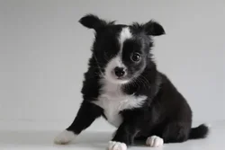 car_main_img_/media/ap_media/pets/TBJSDTPLYNMW23421.webp.250x250_q85.webp
