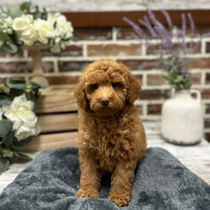 Male Poodle puppy for sale at Shake A Paw Union.
