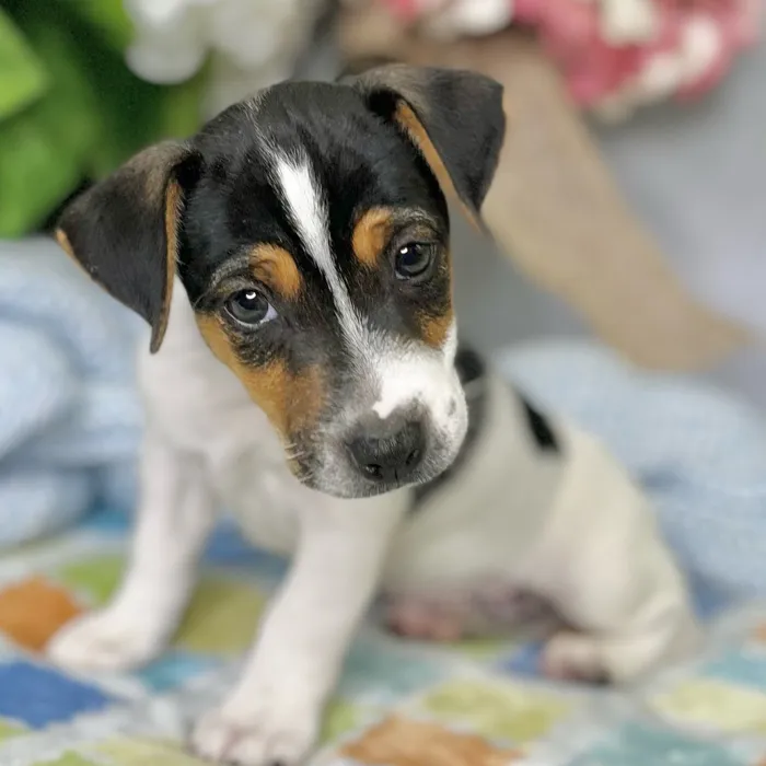 Male Jack Russell Terrier puppy for sale at Shake A Paw Green Brook.