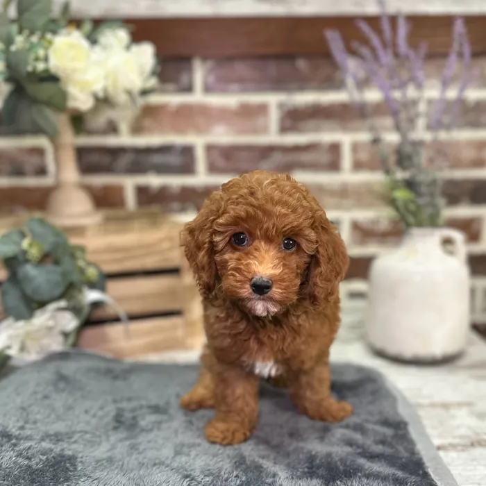 Female Mini Goldendoodle 3Rd Gen puppy for sale at Shake A Paw Union.