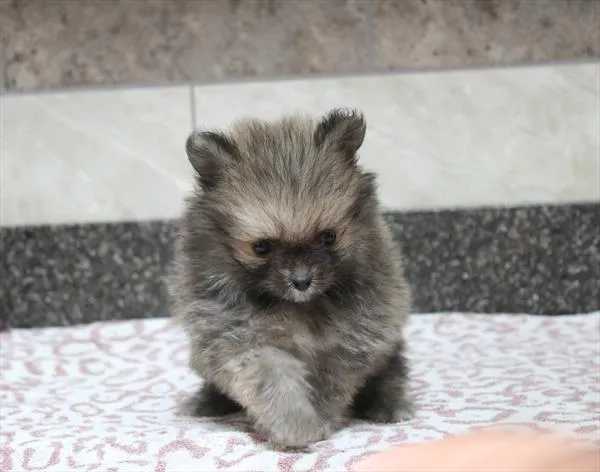 Female Pomeranian puppy for sale at Shake A Paw Green Brook.