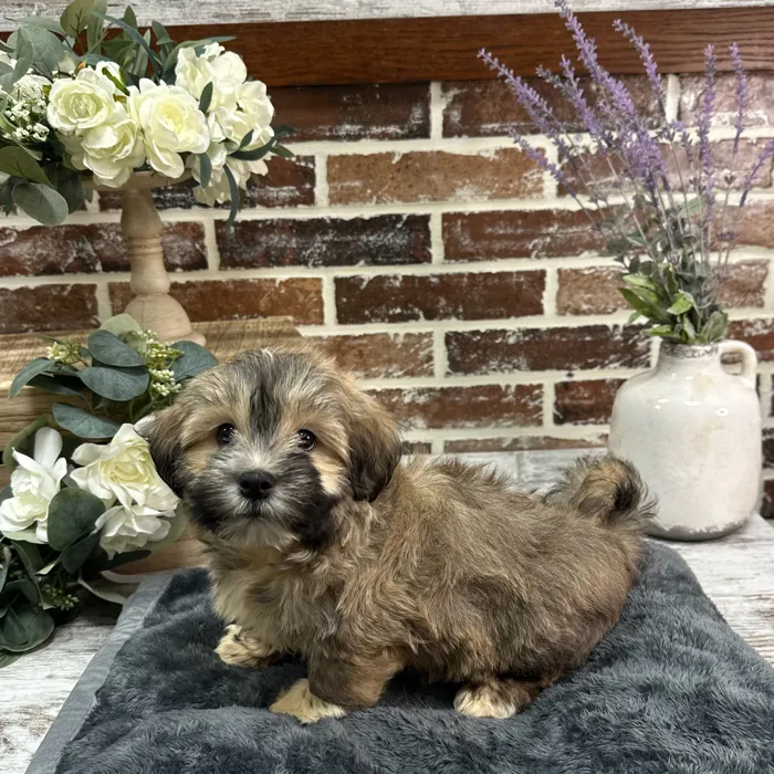 Male Havanese puppy for sale at Shake A Paw Union.