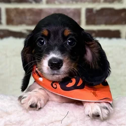 car_main_img_/media/ap_media/pets/TNCMVXDSYMGI23759.webp.250x250_q85.webp