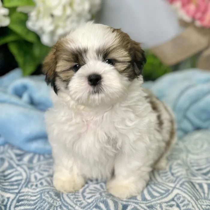 Male Shih Tzu puppy for sale at Shake A Paw Green Brook.