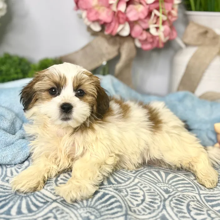 Female Havanese / Shih Tzu puppy for sale at Shake A Paw Green Brook.